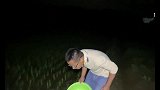 5000斤龙虾偷跑，夜晚抓了一大窝，养殖老乡亏损了10万多