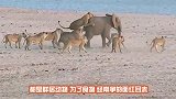 20只鬣狗围攻7只母狮，母狮狼狈不堪，下一秒狮王强势登场