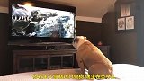 狗狗看电视，也有喜怒哀乐，太搞笑了