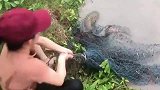 猜猜这是什么鱼！！！！
