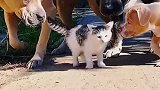 收留的小猫被三个保镖被宠溺着