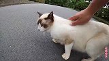 在路边遇到的暹罗猫，缠住路人撒娇，这么可爱怎么会流浪！
