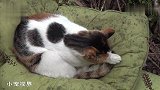 不愁吃喝的猫咪围在窗边：看，那里有只流浪猫