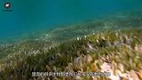 印度河流再现水怪，专家前去探查，见到怪物模样时却愣了