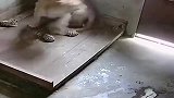 虎宝宝,我招谁惹谁了！