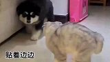 狗子偷偷从猫咪旁经过，却被猫咪一顿胖揍