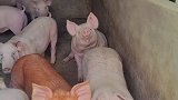 猪圈里清秀的小猪，长得像不像你呢