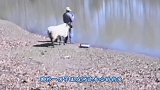 男子钓鱼时，背后一头羊做出过分的事，镜头拍下全过程