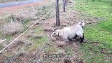 羊群“排队”舔电网，刺激的画面被猫看到，下一秒憋住别笑