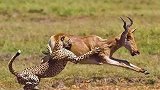 猎豹捕获一头剑羚，原以为能饱餐一顿，不料下一秒意外突发
