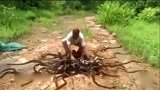 爆新鲜-20161009-印度男森林放生300条蛇几秒跑完令人惊叹