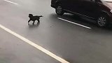 这狗子有什么想不开么，这么去撞车呢！
