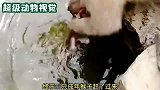 大白狗拯救同伴，狮子的行为让人匪夷所思，让人大开眼界