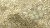 湖北襄阳：女子麦田发现被碾死野鸡，翅膀下一窝蛋完好无损