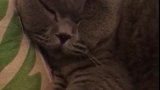 猫：别在我耳边唠唠叨叨的，我在睡觉呢！