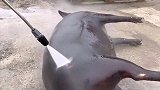 黑猪秒变白猪！高压水枪一扫而过，大黑猪就洗白白了！