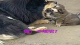 小奶狗：君子报仇，三个月不晚你等着