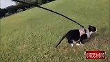猫咪的马力到底有多强，看完视频就知道，跑得好快呀！