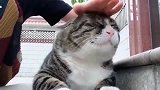 猫咪：再拍我脑袋，我就生气了