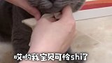 喵生太难了，不就吃个猫草嘛～～vlog日常