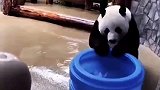 一方水土养一方熊猫，俄罗斯养的功夫熊猫vs中国养的平躺式熊猫
