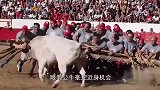 几十名男子抱团欺负一头公牛，公牛:不讲武德，算什么男人！