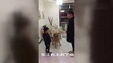 主人要打宝宝，金毛极力劝架，很通人性！