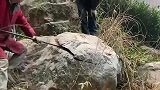 发现一块奇石，撬开以后才是惊艳的开始，像极了猪肉的纹理！