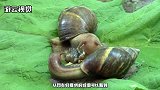 它是最特殊的蜗牛，身体能长到20公分，自身的病毒非常的厉害