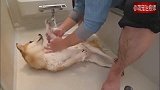主人给柴犬洗澡，我见过最配合洗澡的狗子了，乖得不像话！