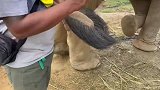 大象的尾巴准确的讲那是叫“铁刷子”！