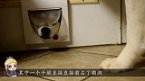 二哈“兄弟”关系不错，却因抢猫洞吵架，镜头记录搞笑过程