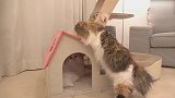 住进新房子里的猫咪，好漂亮的一只，也想养了！