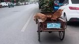 主人在骑车，狗子不停划空气