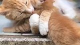 小猫：妈妈放开我，我身上又不脏，才不要洗澡