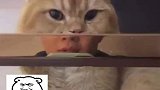 第一次觉得猫咪也有猥琐的时候