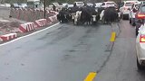 牦牛在公路上行走，旁边的司机都吓得瑟瑟发抖