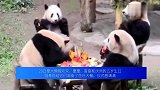 大熊猫“四喜丸子”5岁生日快乐，仪式感满满！大熊猫“四喜丸子”5岁生日快乐，仪式感满满！