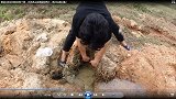 刚挖过的沼泽地发现个洞，手伸进去被咬两次，掏出后真过瘾