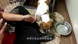 猴子好心为猫咪梳理毛发，不料被打脸，猫：离我远点！