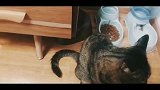 千万不要逗弄正在饮食的猫咪，他会用圆圆的大眼睛瞪到你腿发软