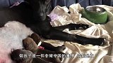 狗妈喂奶一直嚎叫，主人开始还挺纳闷，跑过去一看却乐开花了