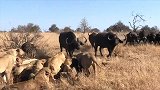 野牛群迟来的愤怒：同伴被狮群分食，野牛群看不下去，冲击狮群