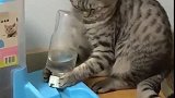 猫：多放些水，这几天口渴的很！