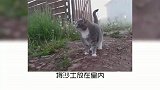 宠物冷知识，为什么只有猫砂没有狗砂？奇怪的知识又增加了
