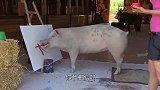 动物界“毕加索”，一幅画卖27000元，人送外号猪加索！