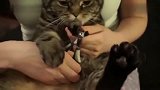 萌宠：主人给猫咪剪指甲，没见过这样配合的，剪完手马上给脚