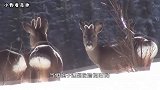 东北的“傻狍子”究竟有多傻？看完千万忍住别笑，傻得令人无语！