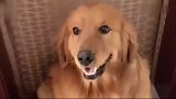 金毛不想洗澡，还跟主人呲牙，下一秒主人一番话，金毛蒙了