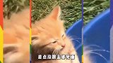 爆笑时刻：可爱的汪星人，智商好像不咋地